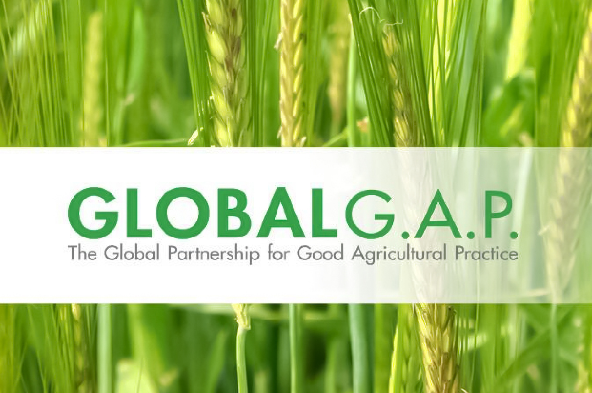 GlobalGAP là gì? Có nên đăng ký tiêu chuẩn GlobalGAP?