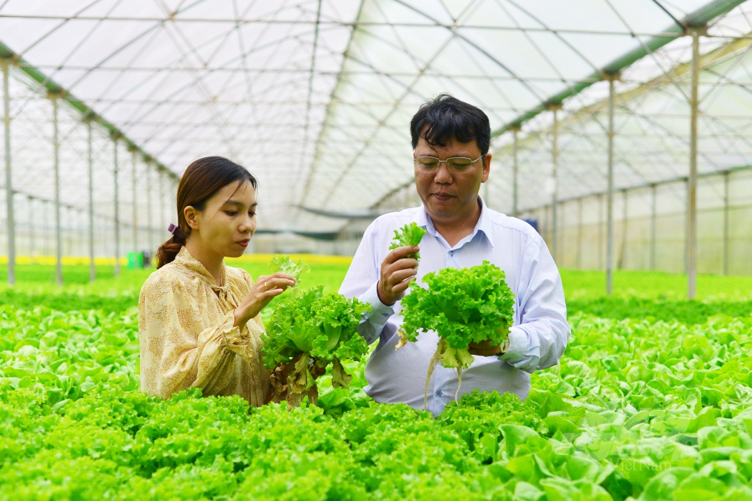 Tiến sĩ Ngô Xuân Nam, Phó Giám đốc Văn phòng SPS Việt Nam sử dụng rau sạch ngay tại vườn ở trang trại rau thủy canh Công ty TNHH Trang trại Trường Phúc (Lâm Đồng).