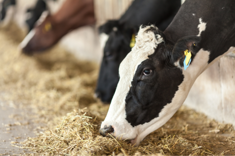Chứng nhận Hợp quy Thức ăn Chăn nuôi - Thuật ngữ và phạm vi áp dụng