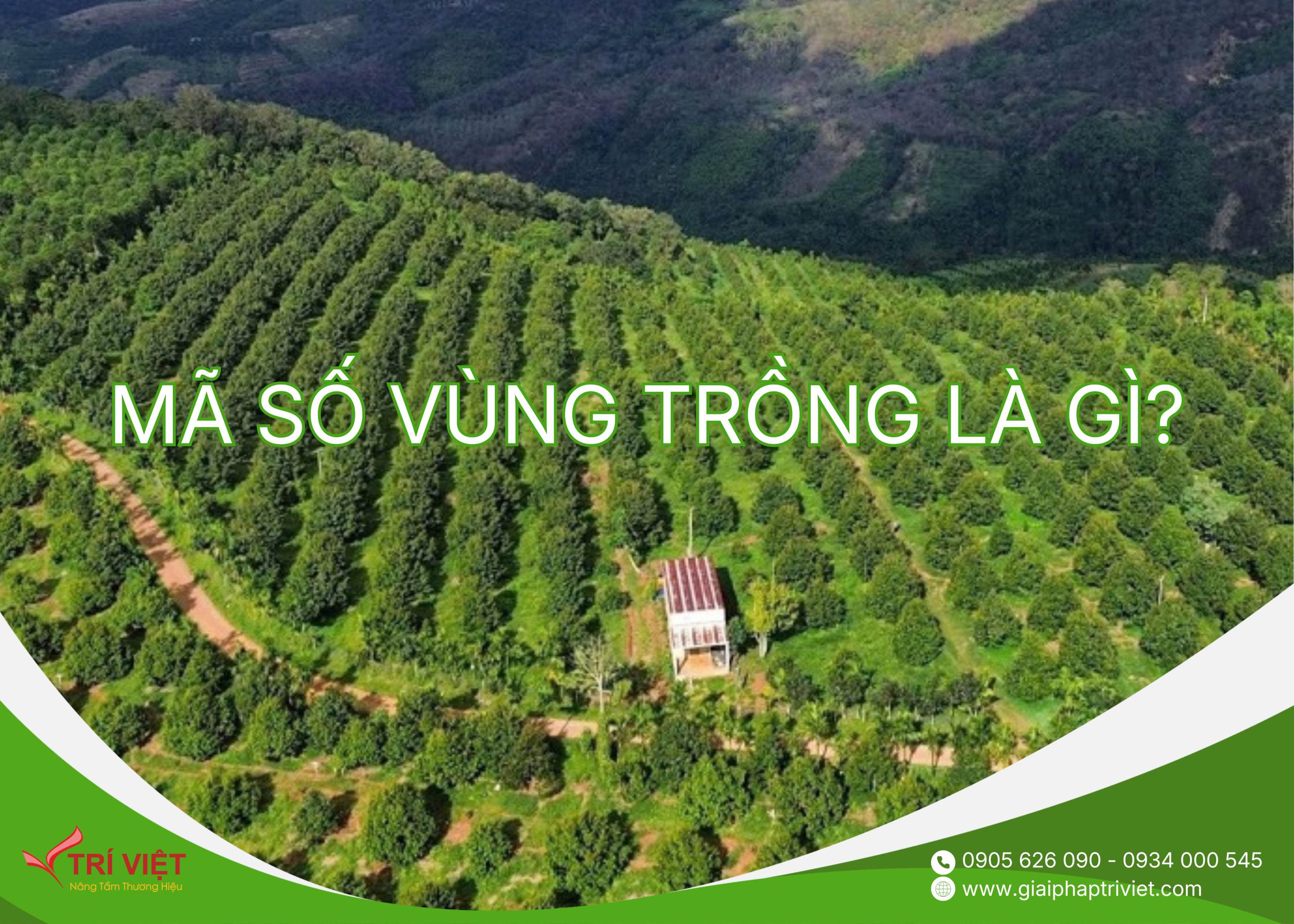 Đăng ký mã số vùng trồng