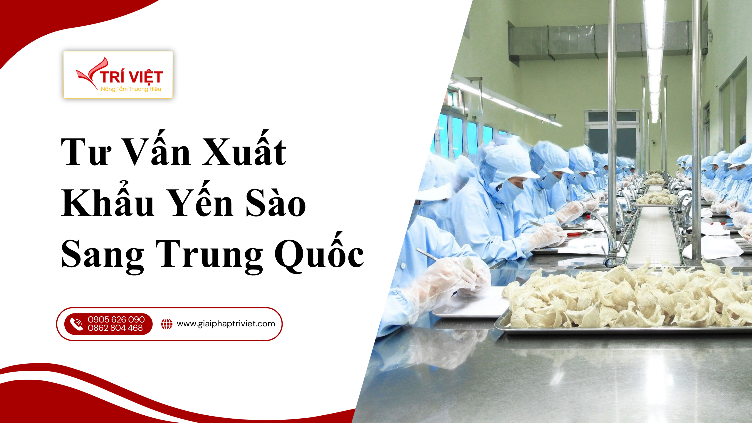 XUẤT KHẨU YẾN SÀO SÁNG TRUNG QUỐC