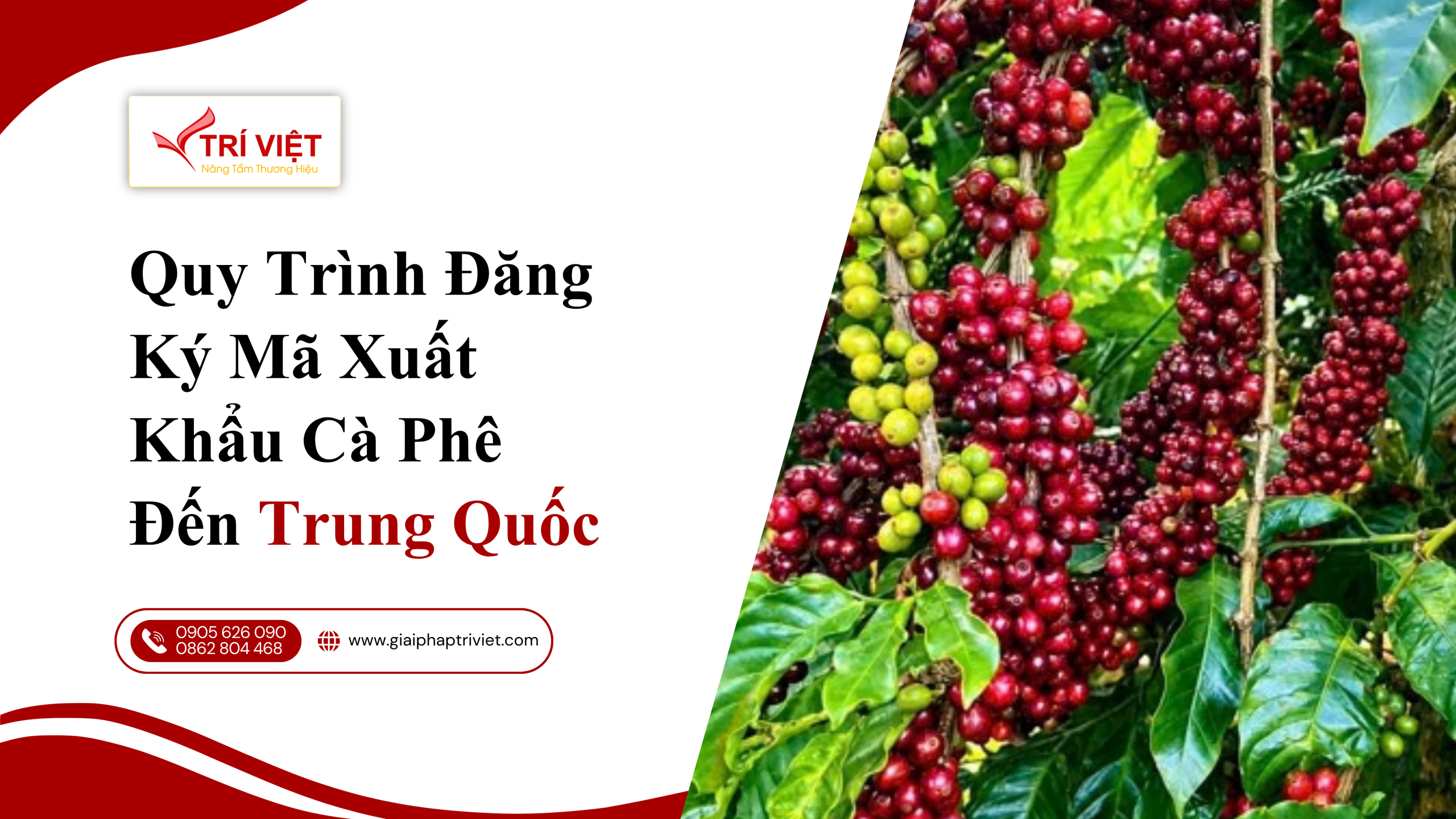Quy trình đăng ký mã xuất khẩu cà phê sang Trung Quốc