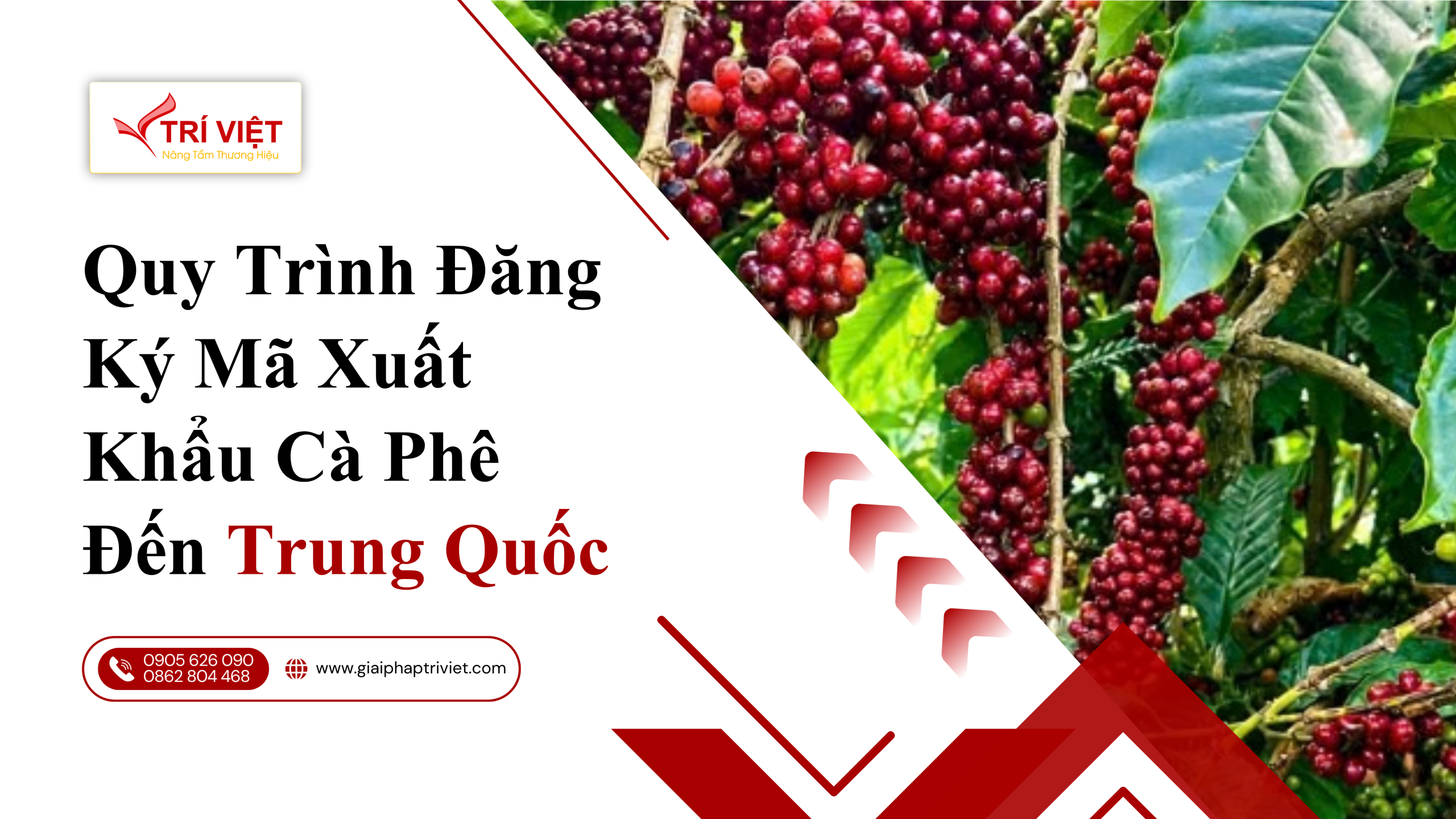 Quy trình đăng ký mã xuất khẩu cà phê sang Trung Quốc