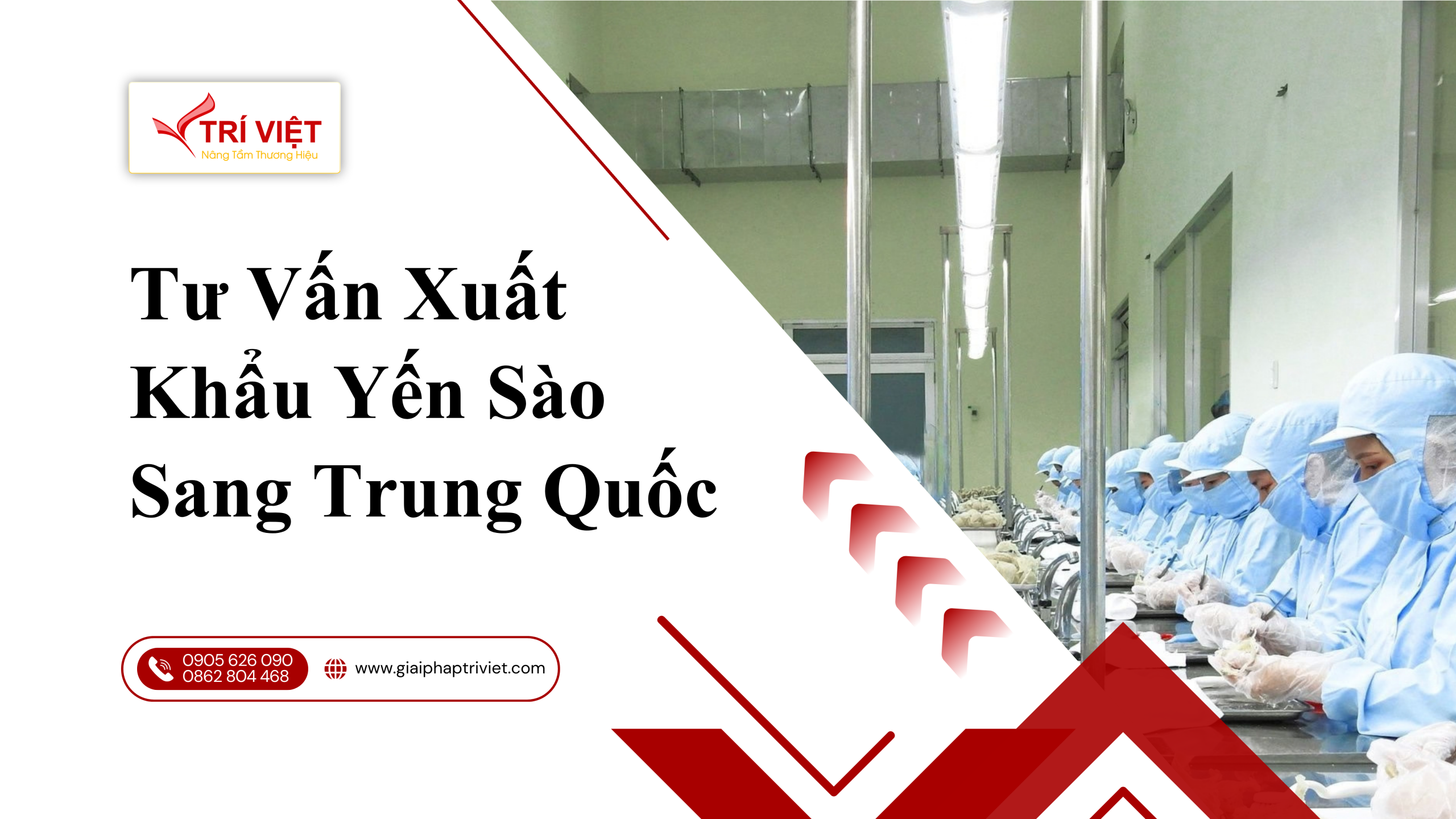 XUẤT KHẨU YẾN SÀO SÁNG TRUNG QUỐC