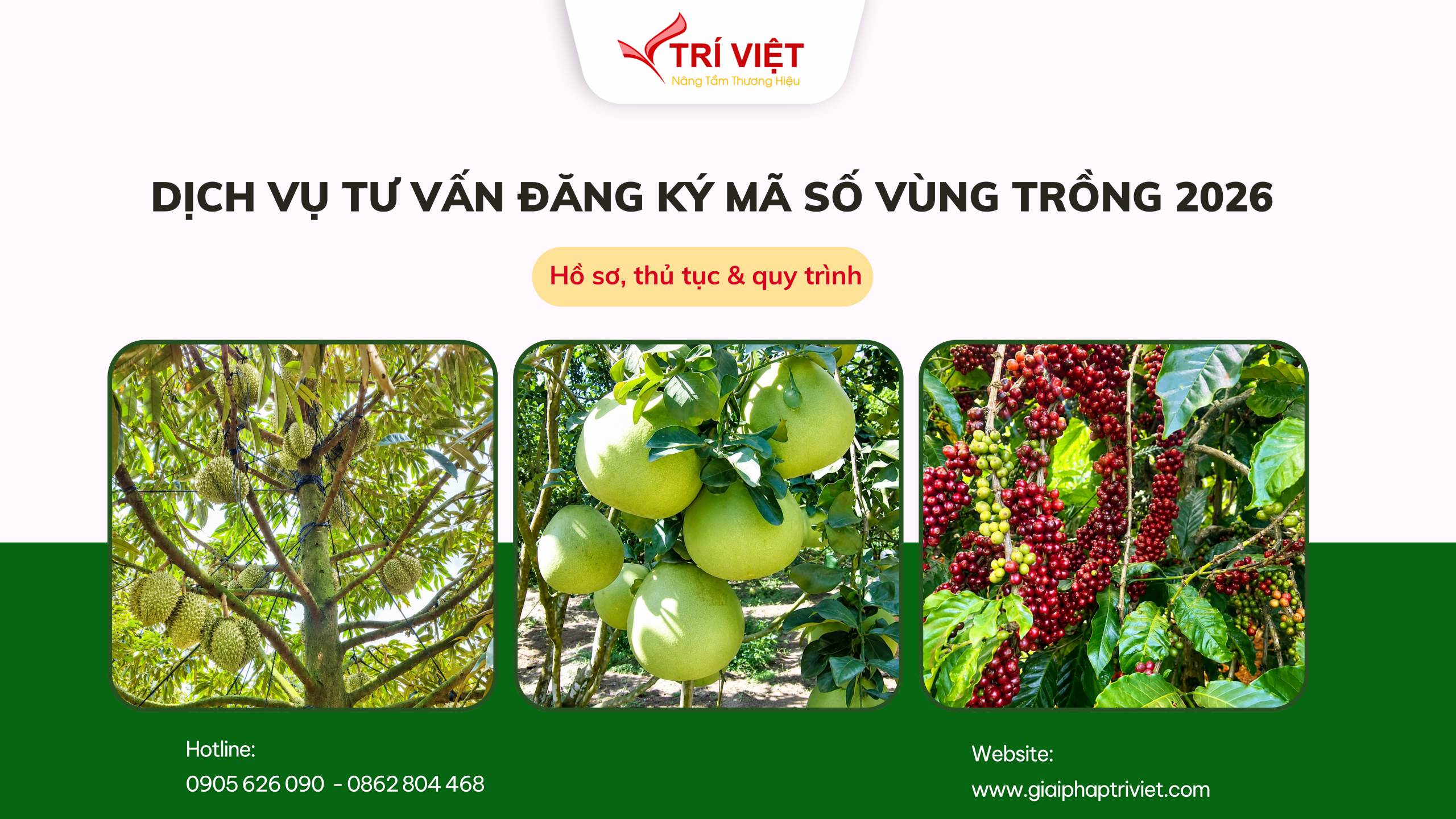 Dịch vụ tư vấn đăng ký mã số vùng trồng