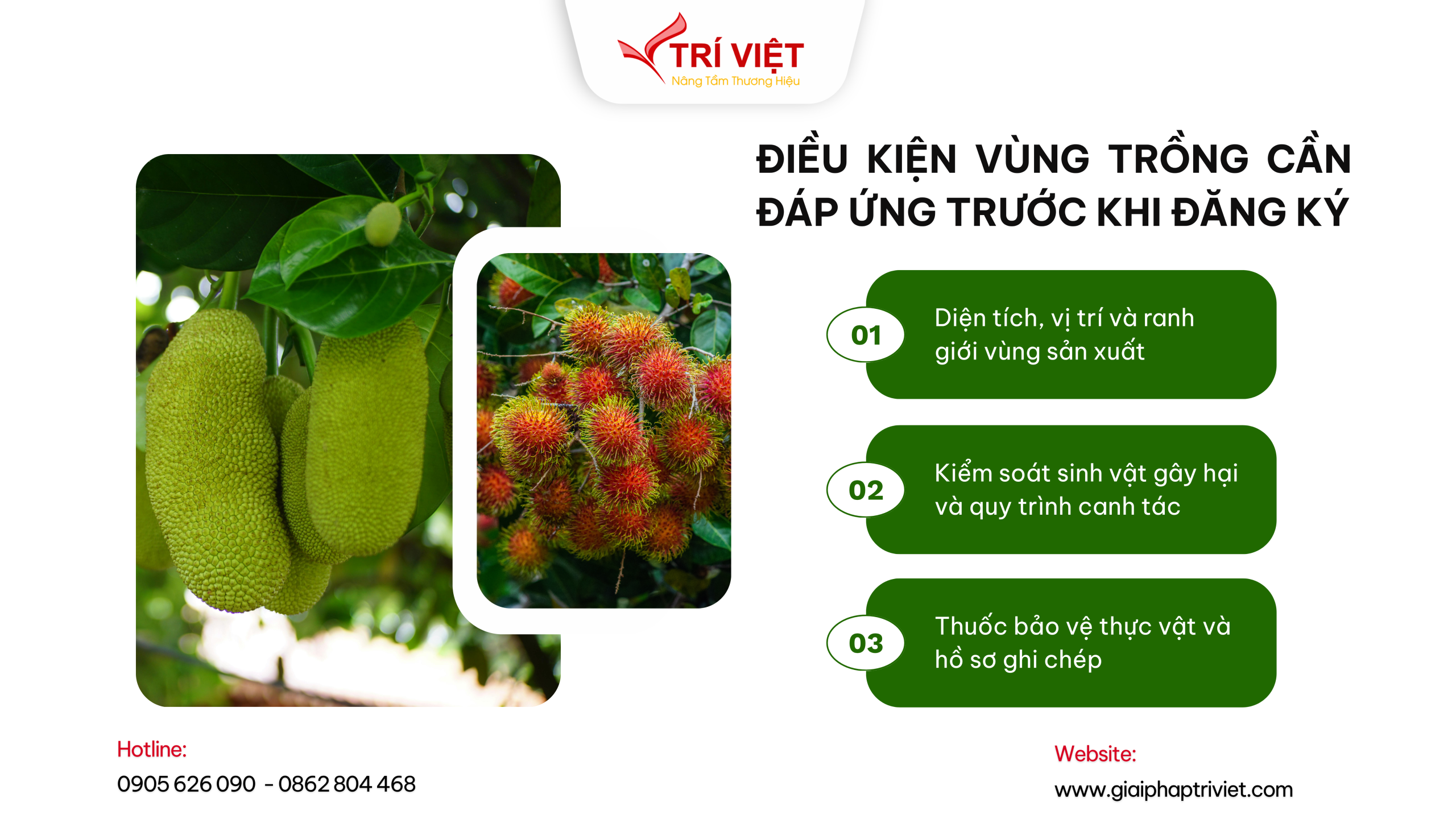 Dịch vụ tư vấn đăng ký mã số vùng trồng